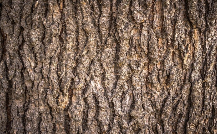 Piękny oraz {estetyczny ogród to nie lada wyzwanie, przede wszystkim jak jego konserwacją zajmujemy się sami.