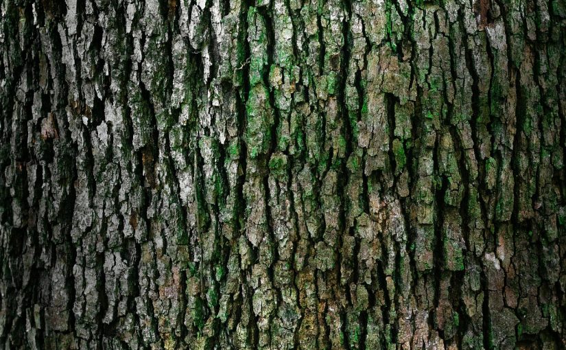 Piękny i {zadbany ogród to nie lada wyzwanie, zwłaszcza jak jego konserwacją zajmujemy się sami.